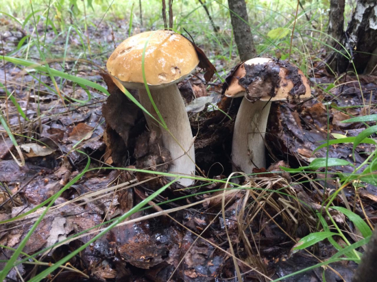 Пошли грибы
