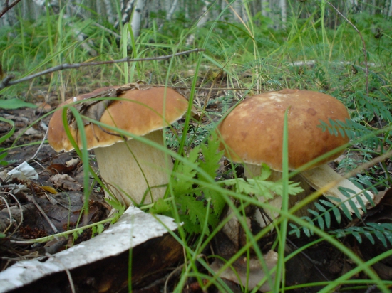 Белые грибочки в Макарихиной чаще